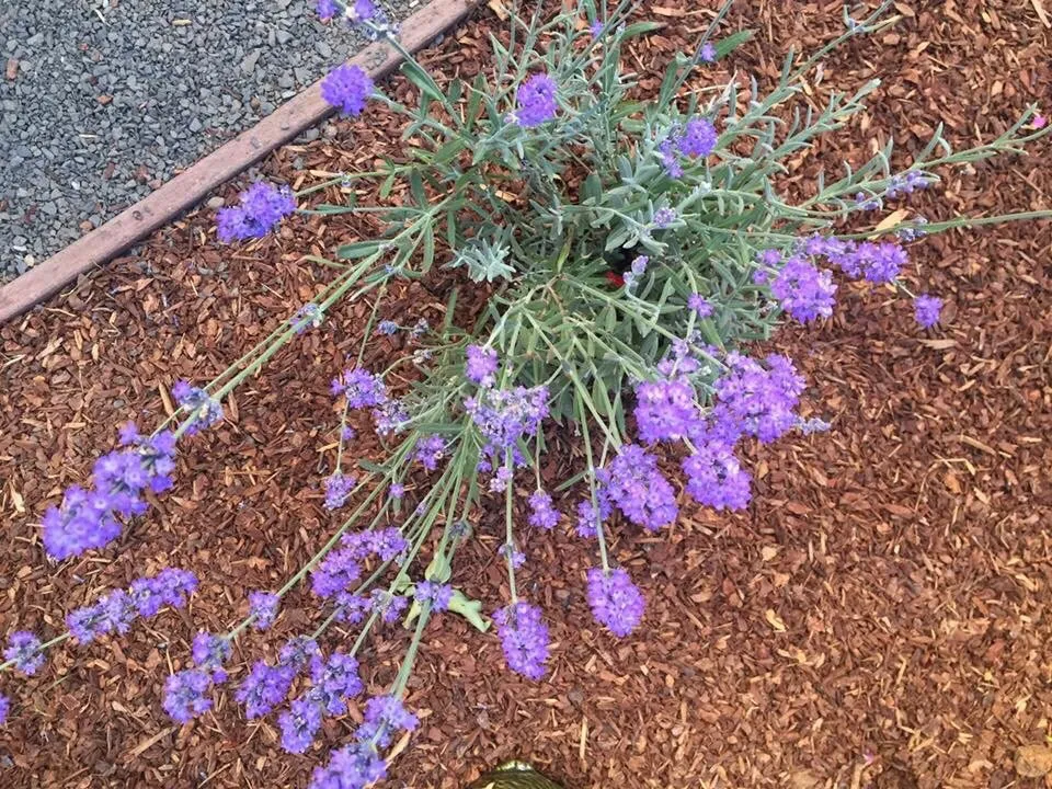 Professional lawn mowing service in Chico, CA - Aqua-Terra Landscapes