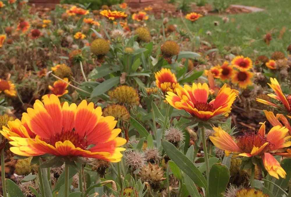 Top-rated residential landscaping for outdoor upgrades in Chico, CA by Aqua-Terra Landscapes