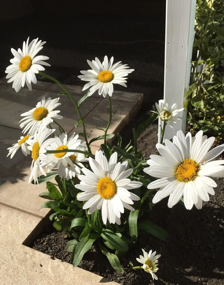 Trusted residential landscaping in Chico, CA by Aqua-Terra Landscapes