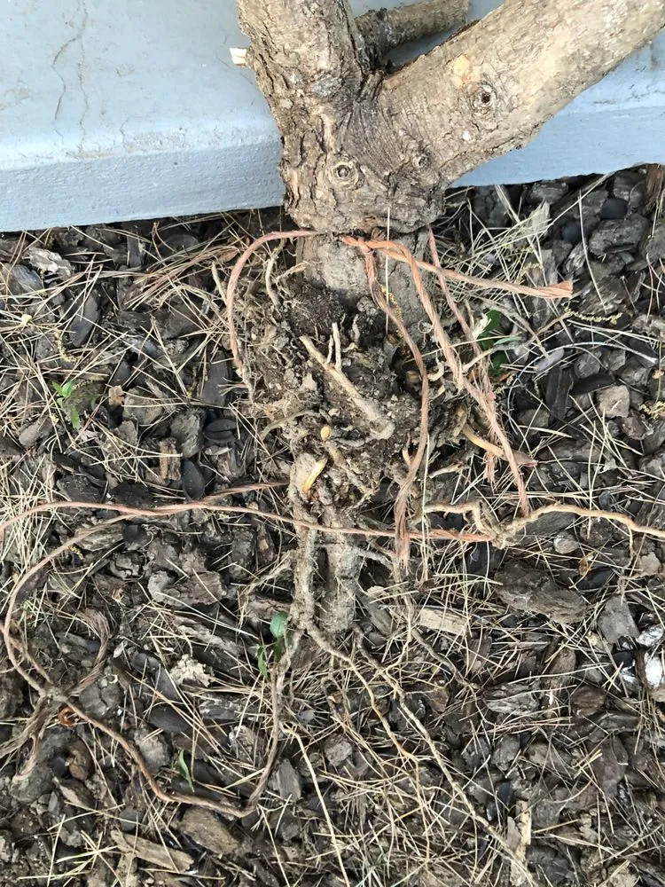 Trusted landscaping services in Chico, CA - Aqua-Terra Landscapes