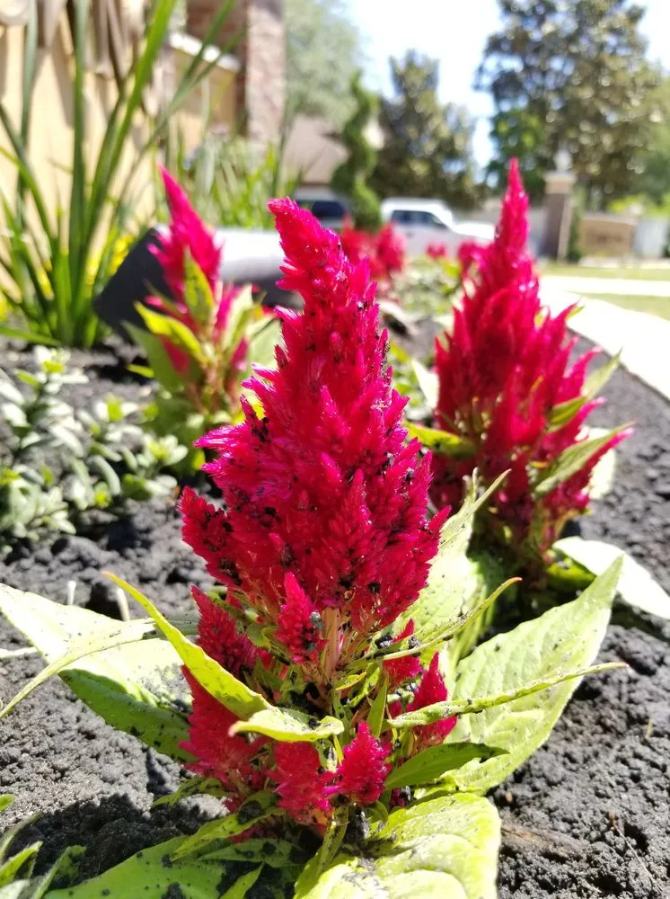 Professional landscape design experts serving Orange Park, FL - Aquarian Landscaping