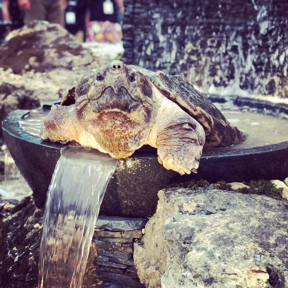 Custom yard maintenance with custom design across Elkhart, IN - Aquascapes of Michiana