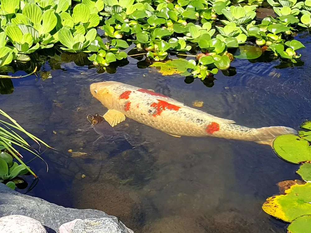 Reliable yard cleanup service experts serving Hawthorn Woods, IL - Aquastonia