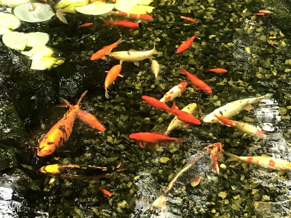 Custom yard maintenance for homes across Lehighton, PA - Aquastyle Creations