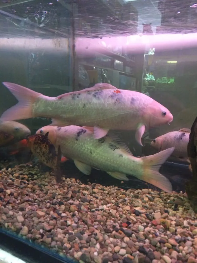 Trusted lawn mowing service in Ann Arbor, MI - Aquatec Ponds