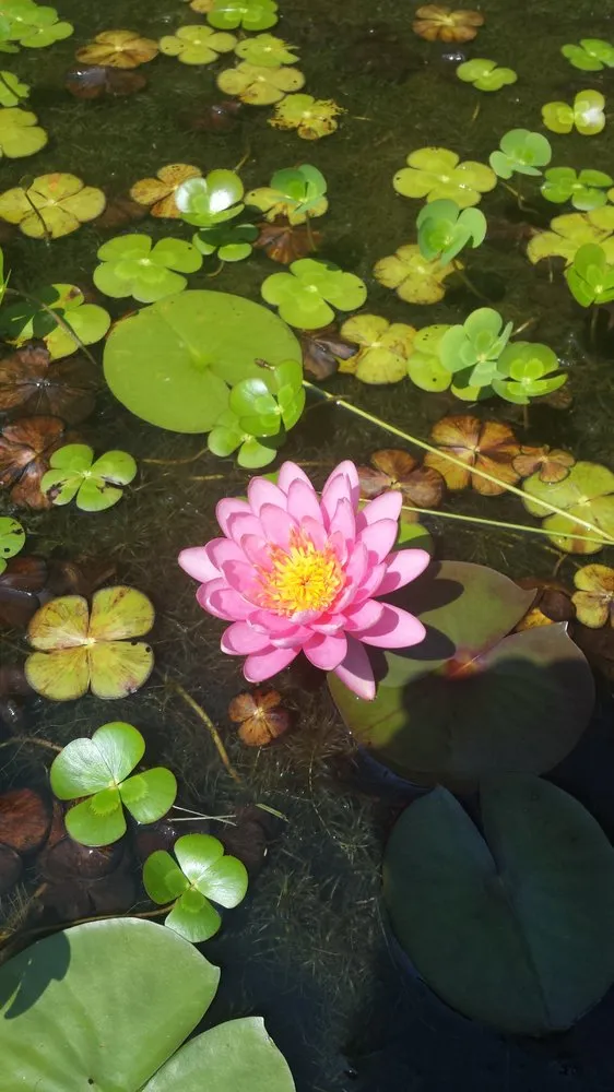 Affordable garden landscaping in Pasadena, MD by Aquatic Artisans