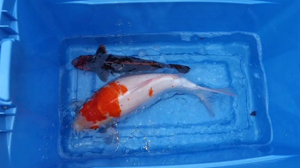 Local landscape design in Pasadena, MD - Aquatic Artisans