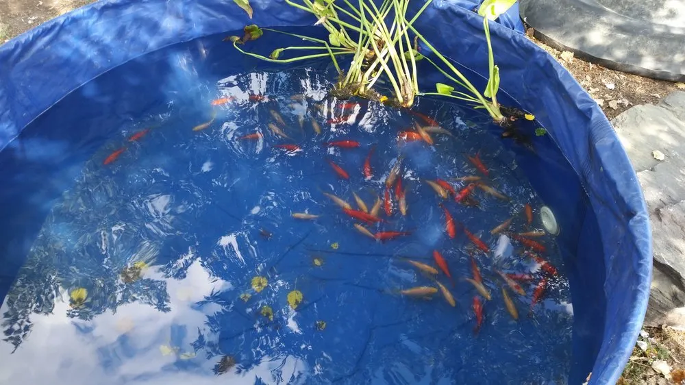 Top-rated landscape design in Pasadena, MD by Aquatic Artisans