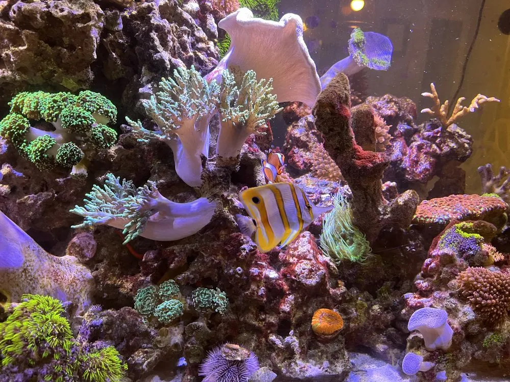 Local yard maintenance in Versailles, KY by Aquatic Solutions