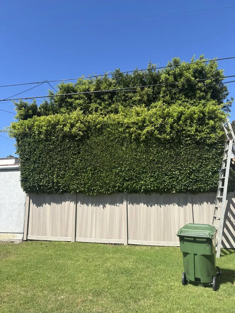 Expert yard cleanup service in Bellflower, CA by Aquatlan Landscaping