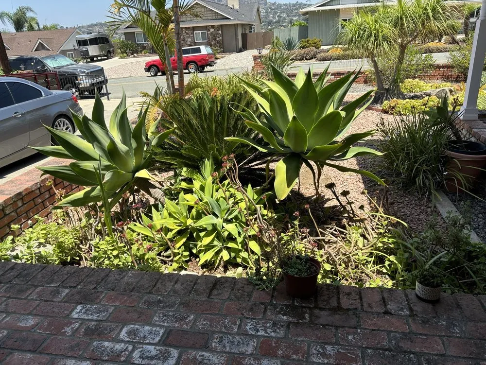 Top-rated outdoor landscaping experts serving San Diego, CA - Aquino's Landscaping and Maintenance