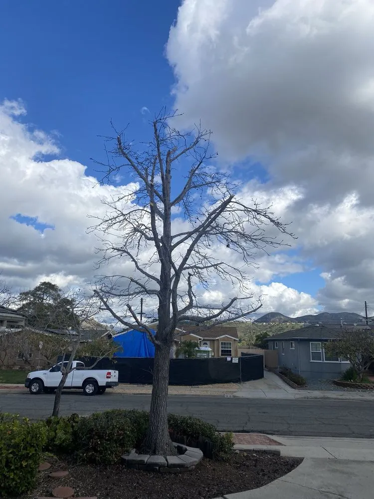 Affordable lawn care service for beautiful yards across San Diego, CA - Aquino's Landscaping and Maintenance