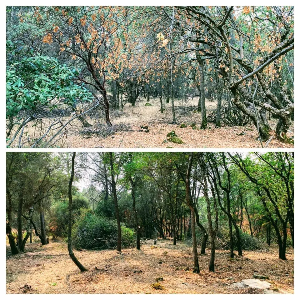 Top-rated lawn care service in Colfax, CA - AR-17 Land & Tree