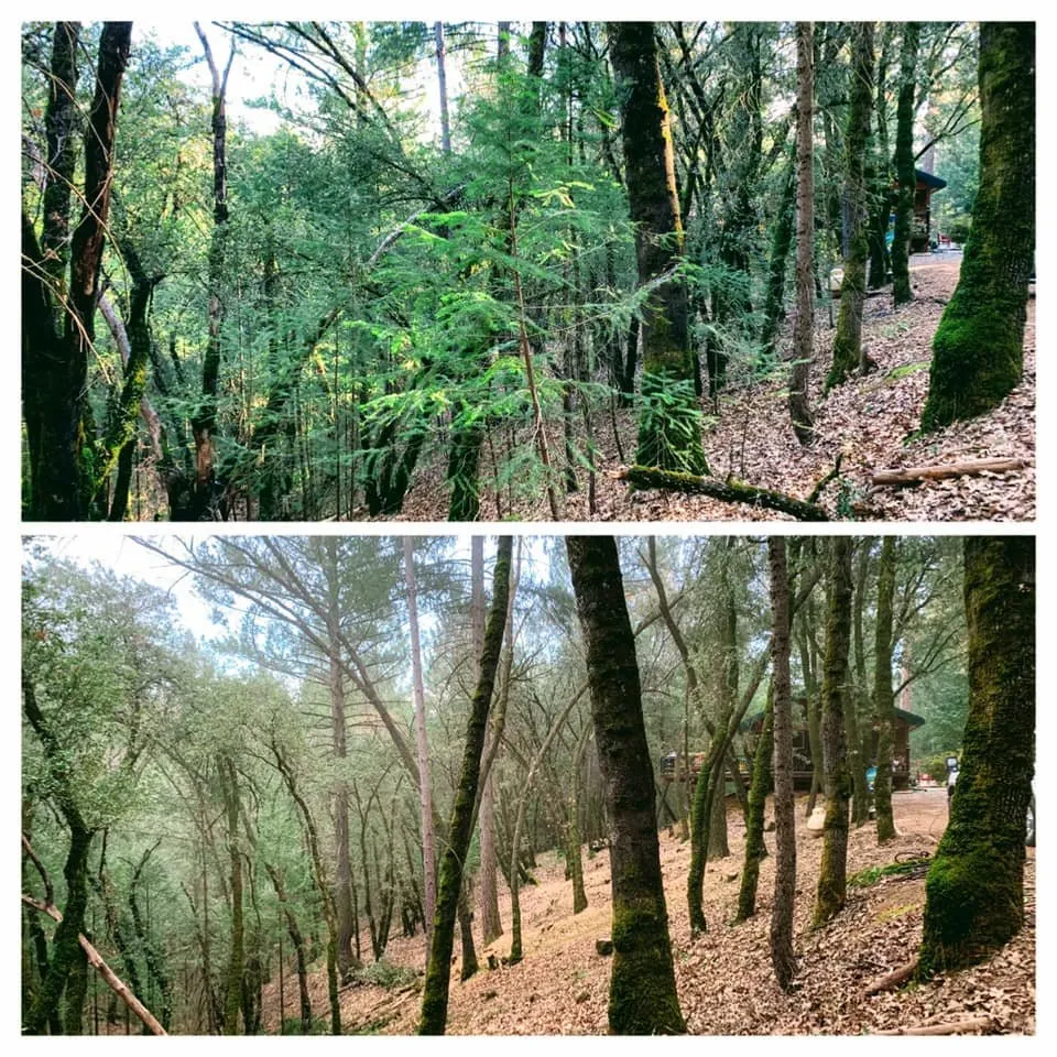 Affordable garden landscaping experts serving Colfax, CA - AR-17 Land & Tree