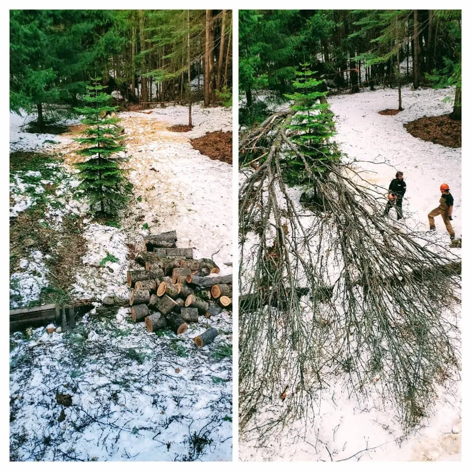 Professional lawn care service for year-round maintenance across Colfax, CA - AR-17 Land & Tree