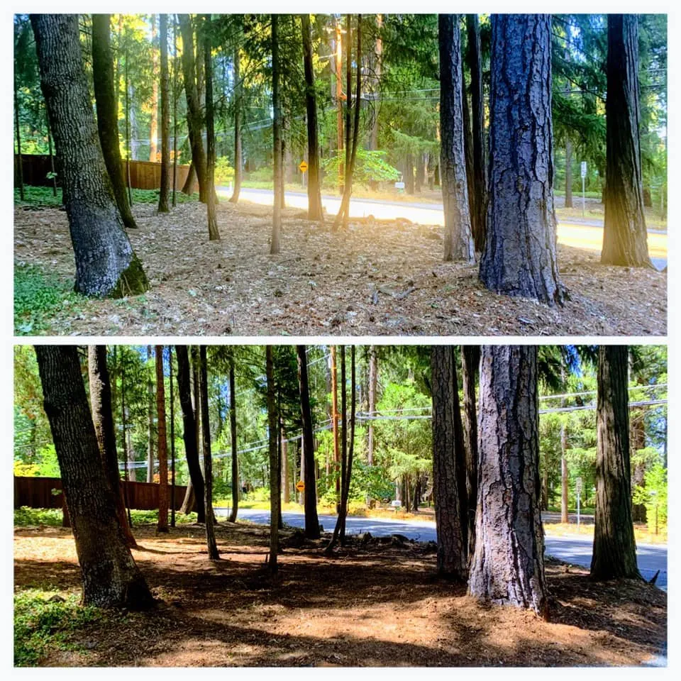 Affordable yard maintenance for year-round maintenance in Colfax, CA by AR-17 Land & Tree