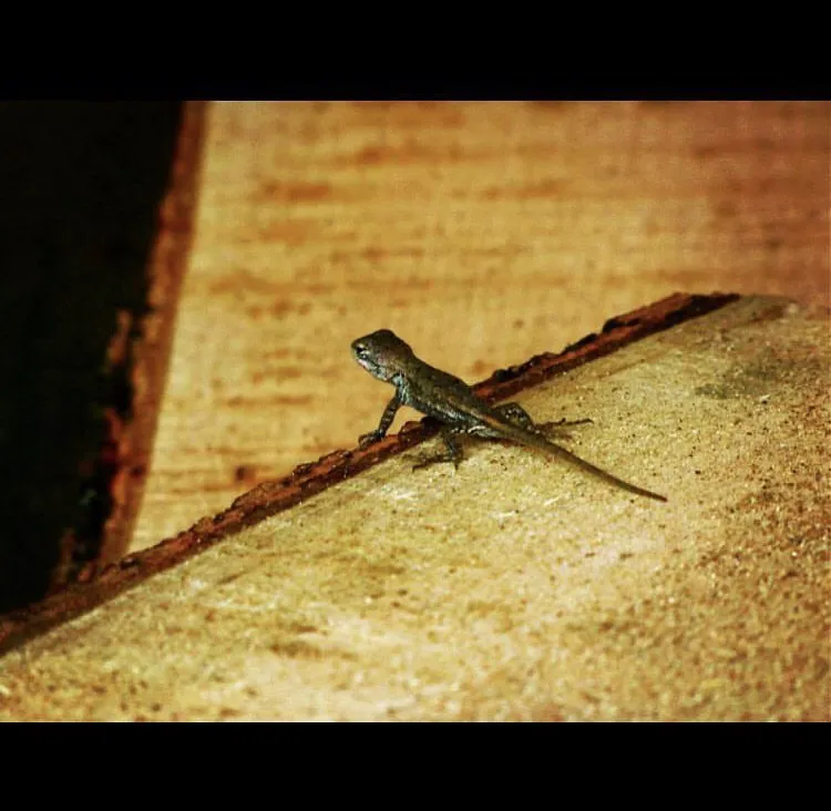 Trusted lawn mowing service in Fayetteville, AR - AR Custom Landscape