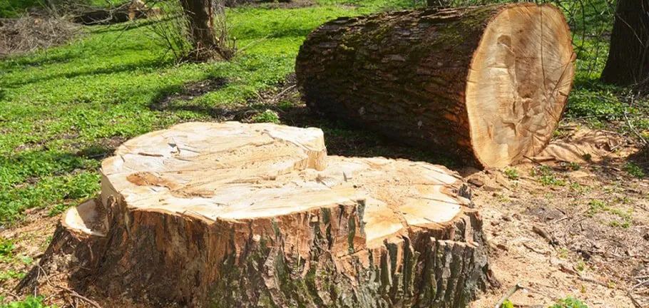 Professional yard maintenance in Clemmons, NC - AR Land Enhancement