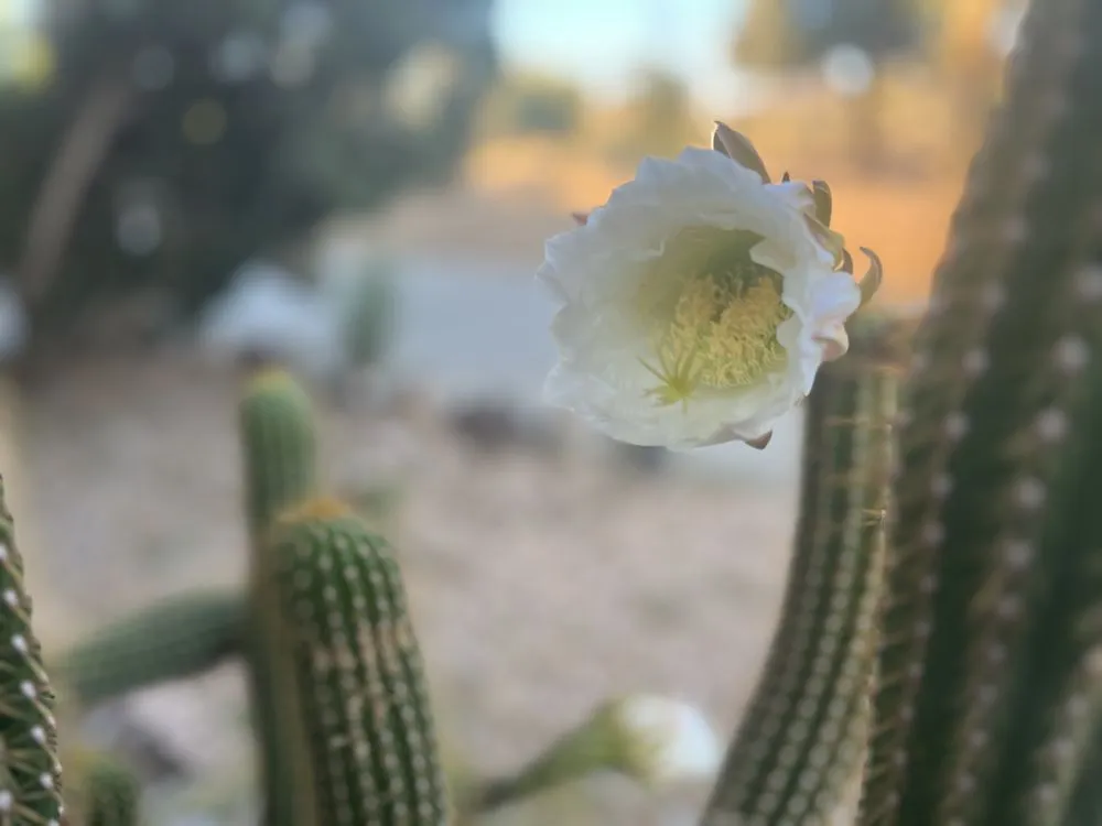 Affordable residential landscaping for homes in Yucca Valley, CA by AR Landscaping