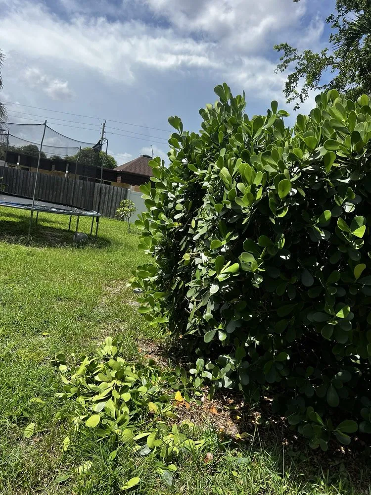 Local outdoor landscaping experts serving Fort Lauderdale, FL - AR Lawn & Landscaping Service