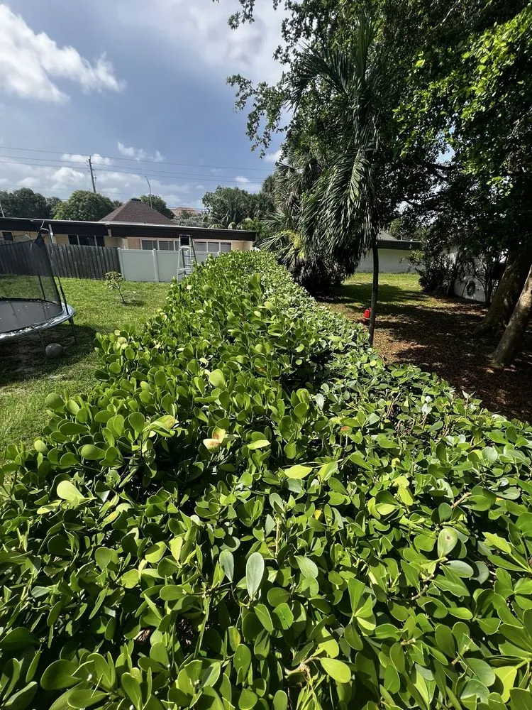 Local yard maintenance for outdoor upgrades across Fort Lauderdale, FL - AR Lawn & Landscaping Service