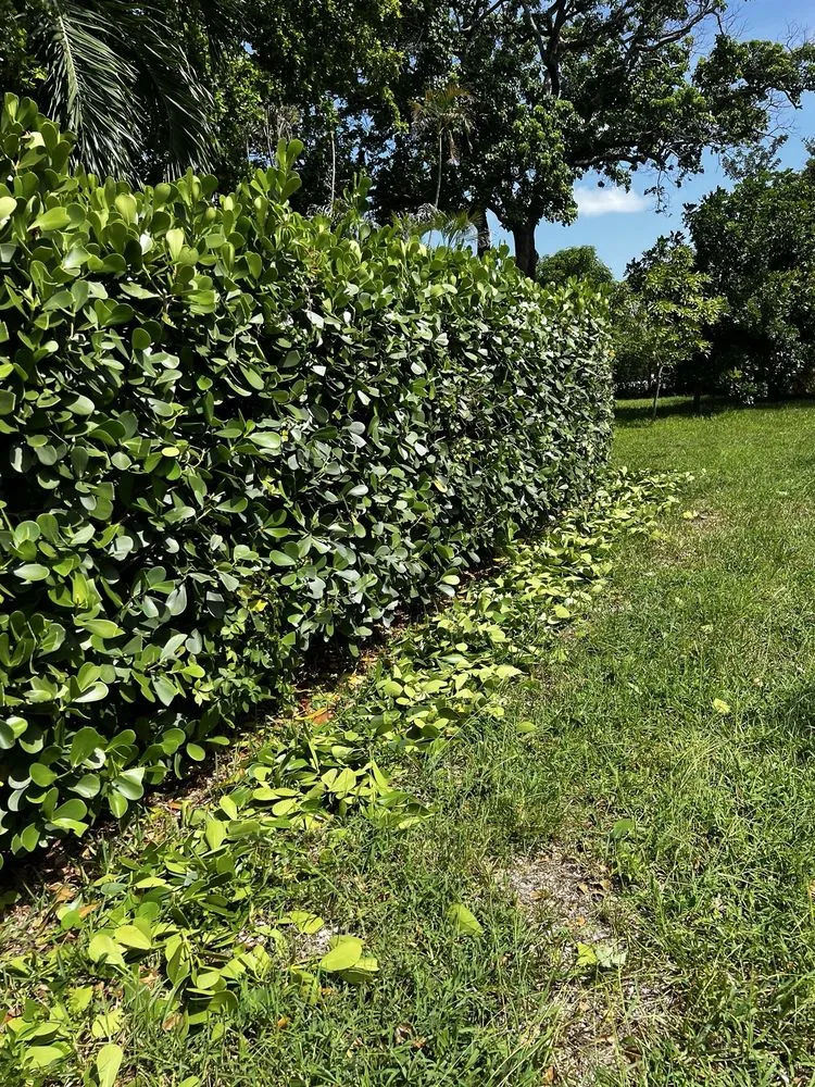 Local garden landscaping near you in Fort Lauderdale, FL by AR Lawn & Landscaping Service