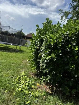 AR Lawn & Landscaping Service Logo