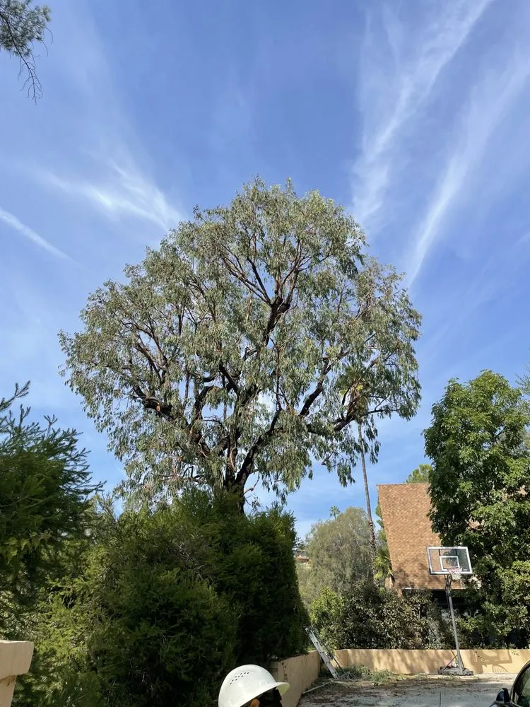 Custom yard maintenance in Monrovia, CA - AR Lawn and Tree Care