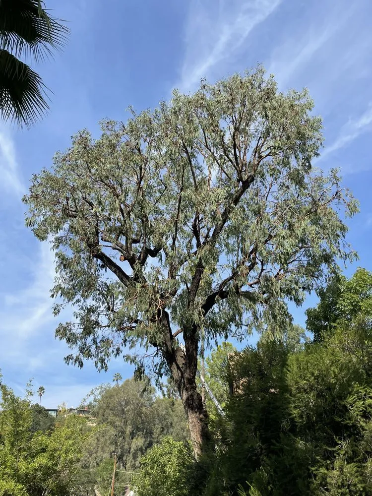 Professional landscape installation for outdoor upgrades across Monrovia, CA - AR Lawn and Tree Care