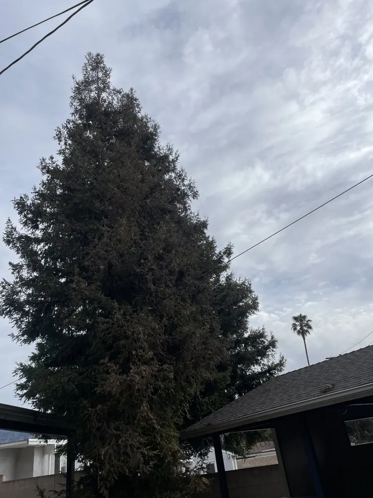 Top-rated garden landscaping for residential properties in Monrovia, CA by AR Lawn and Tree Care