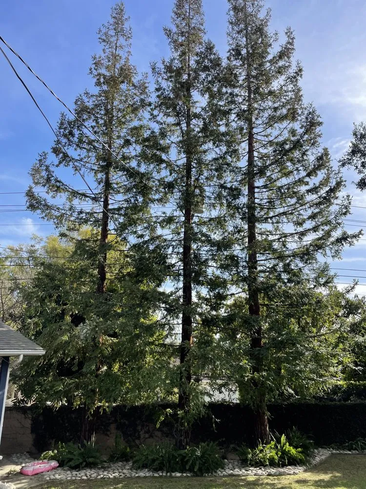 Professional yard maintenance experts serving Monrovia, CA - AR Lawn and Tree Care