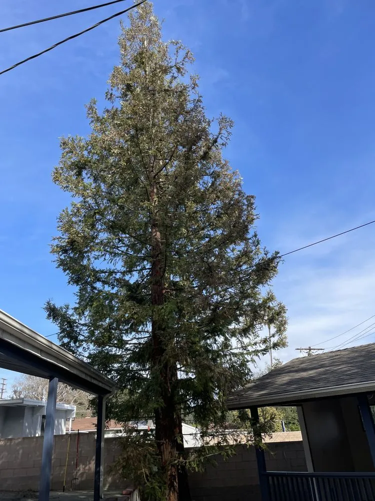 Expert yard cleanup service with custom design across Monrovia, CA - AR Lawn and Tree Care