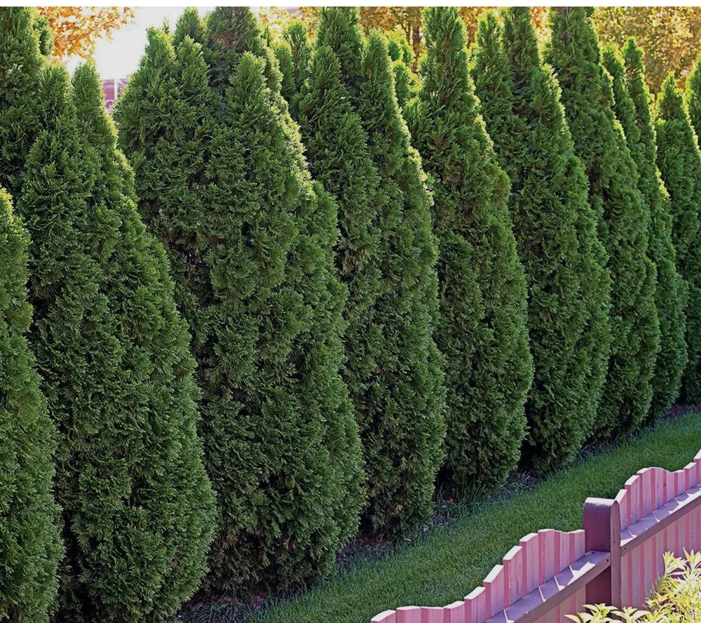 Local landscaping services in Bridgeport, CT - AR Maintenance Services