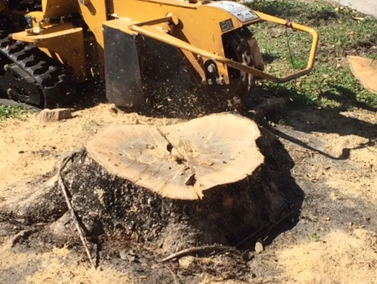 Reliable yard cleanup service in Lauderdale Lakes, FL by AR Maintenance Solutions