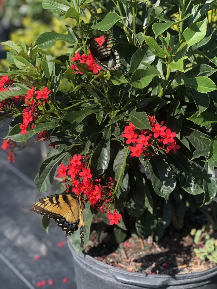 Affordable landscape design in Dover, FL - AR Nursery