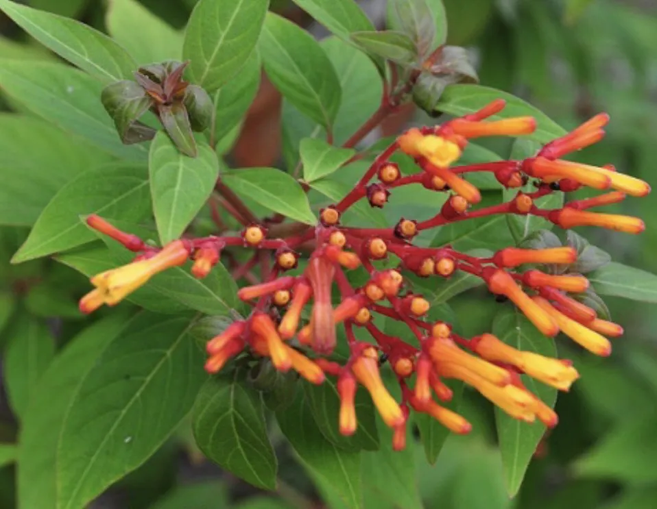 Reliable landscape design in Dover, FL by AR Nursery