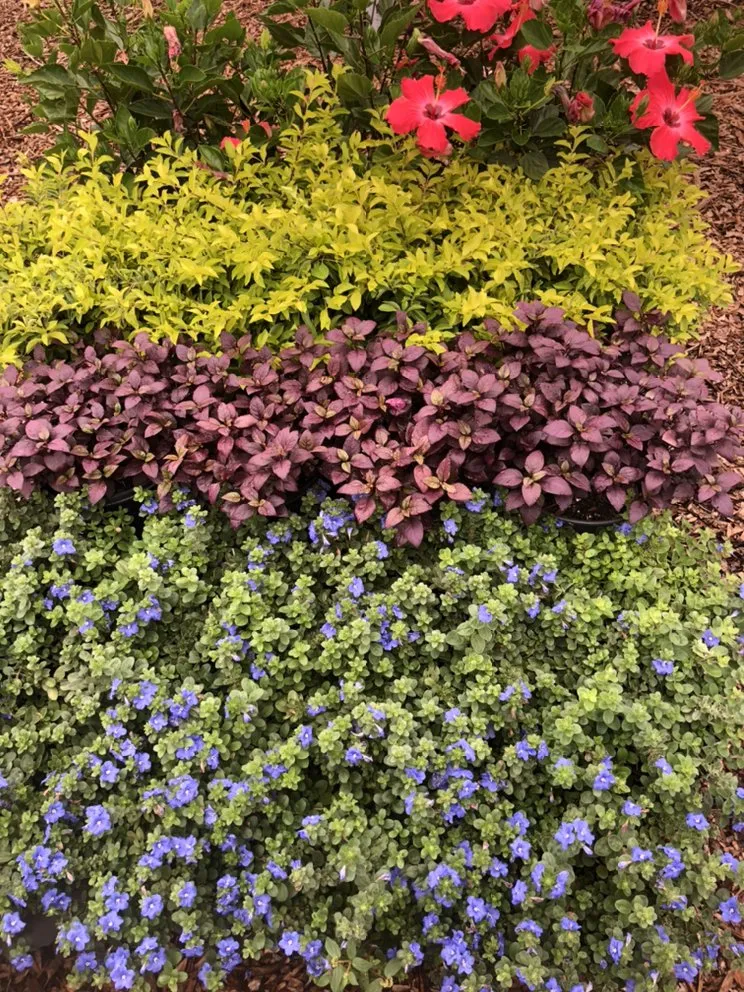 Custom yard maintenance in Dover, FL - AR Nursery