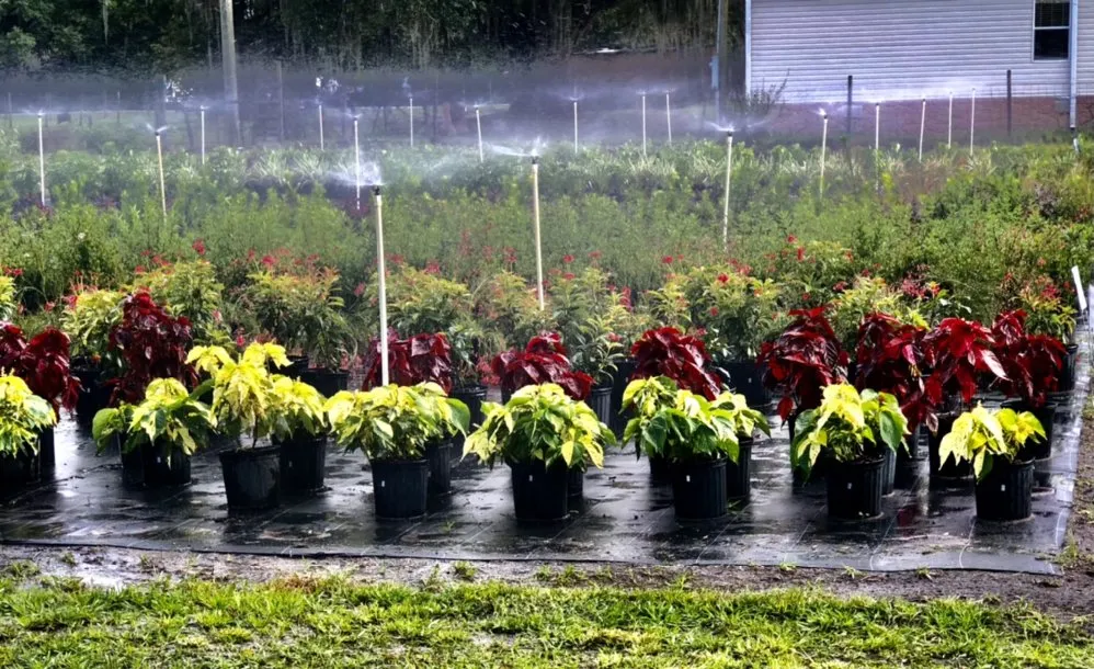 Expert outdoor landscaping experts serving Dover, FL - AR Nursery