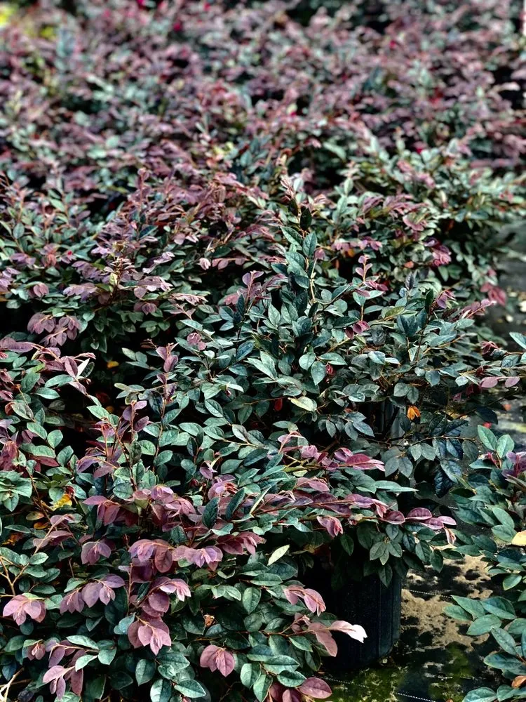 Custom yard cleanup service in Dover, FL - AR Nursery