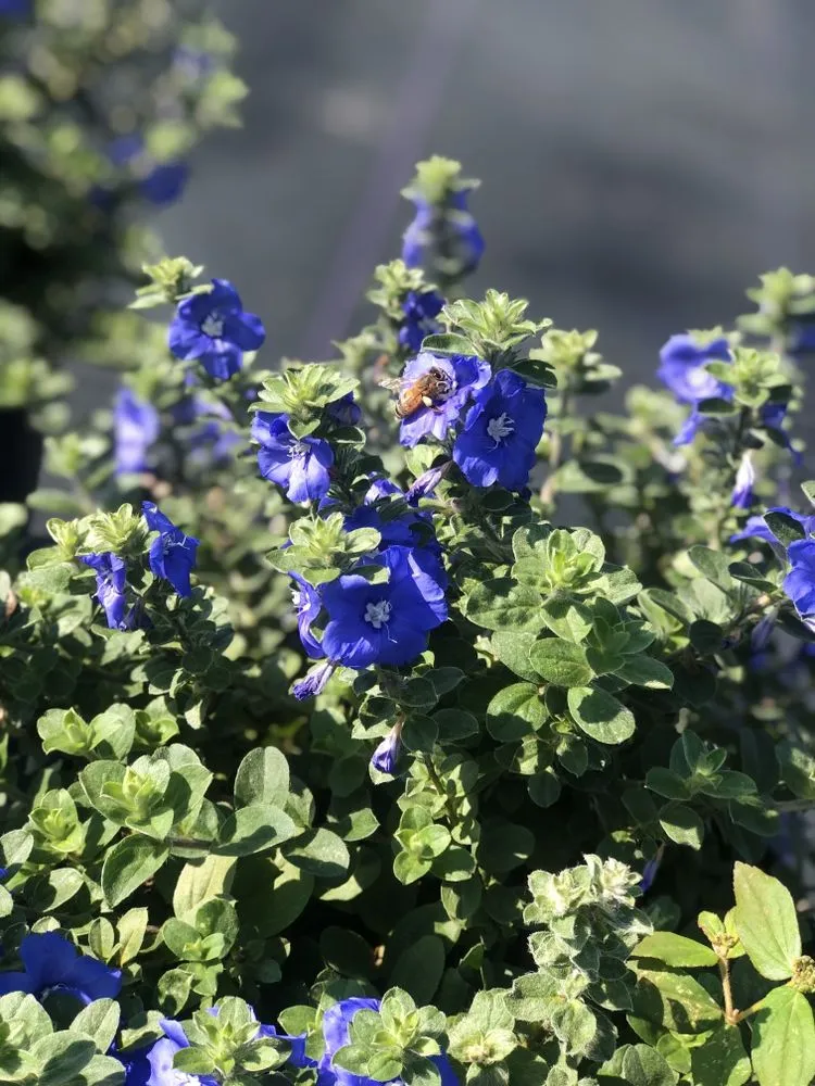 Top-rated landscaping services experts serving Dover, FL - AR Nursery