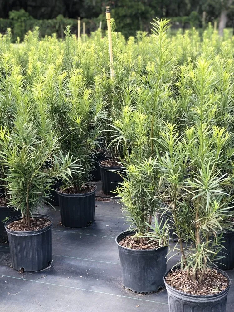 Top-rated lawn care service for residential properties across Dover, FL - AR Nursery