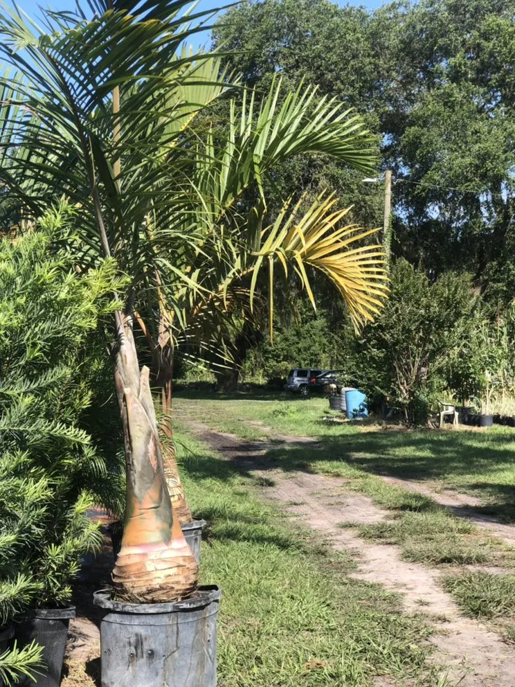 Custom landscape installation with custom design in Dover, FL by AR Nursery