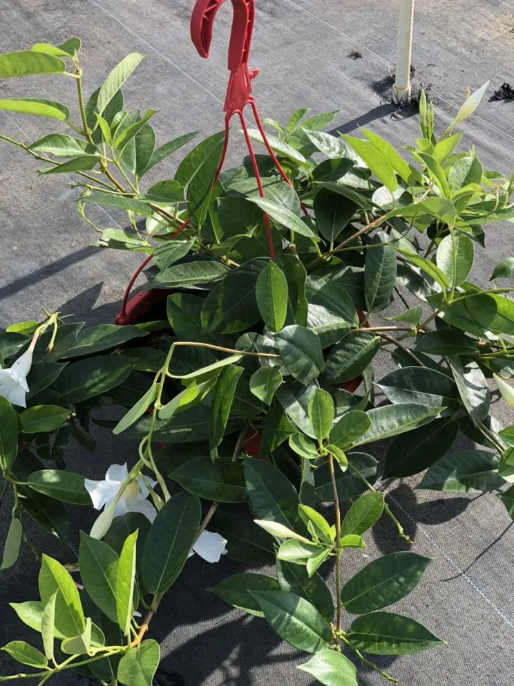 Trusted lawn care service experts serving Dover, FL - AR Nursery