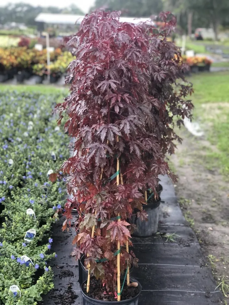 Affordable yard maintenance in Dover, FL by AR Nursery