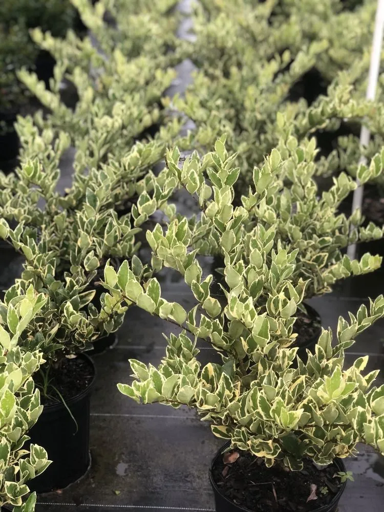 Local landscaping services for homes in Dover, FL by AR Nursery