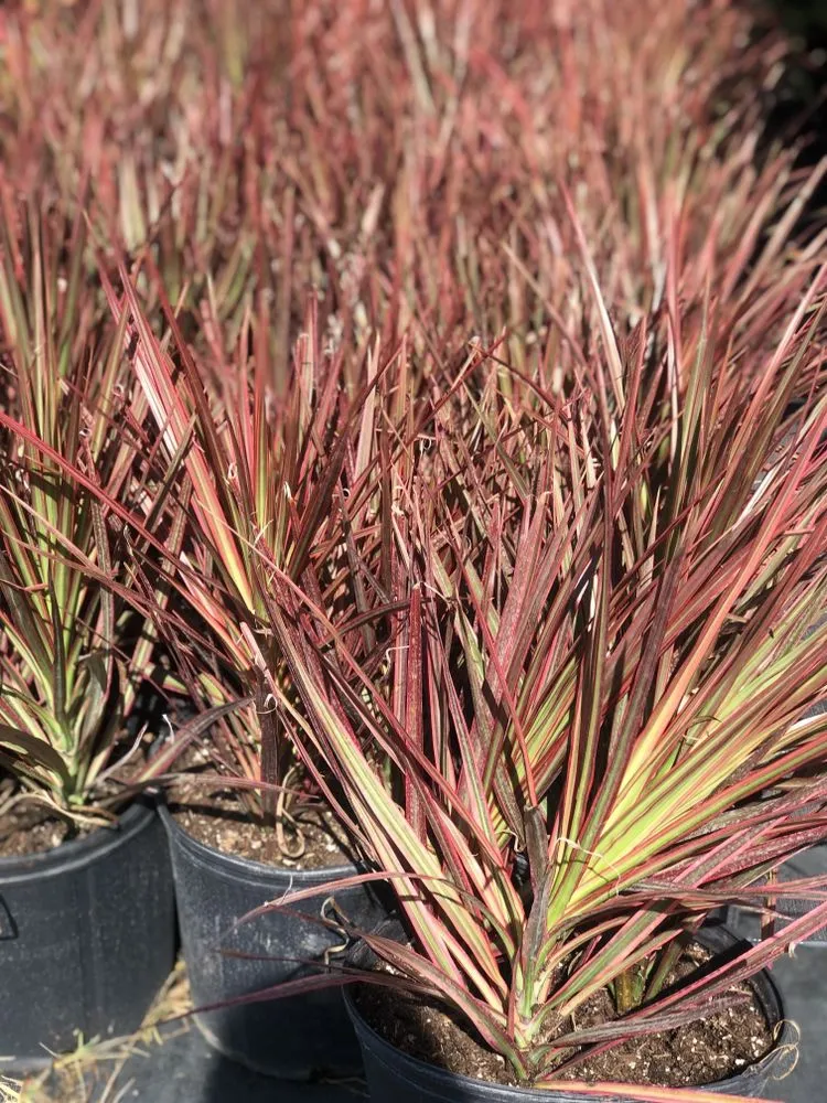 Reliable yard maintenance in Dover, FL by AR Nursery