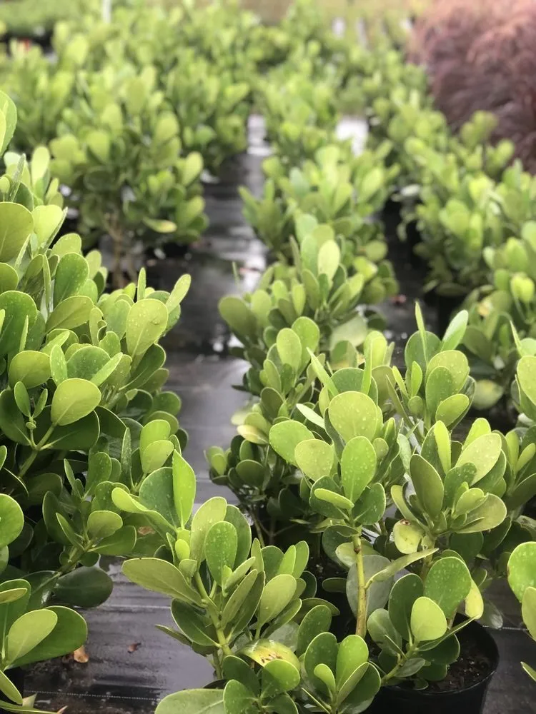 Professional yard cleanup service experts serving Dover, FL - AR Nursery