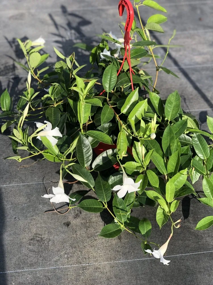 Professional lawn care service for year-round maintenance across Dover, FL - AR Nursery