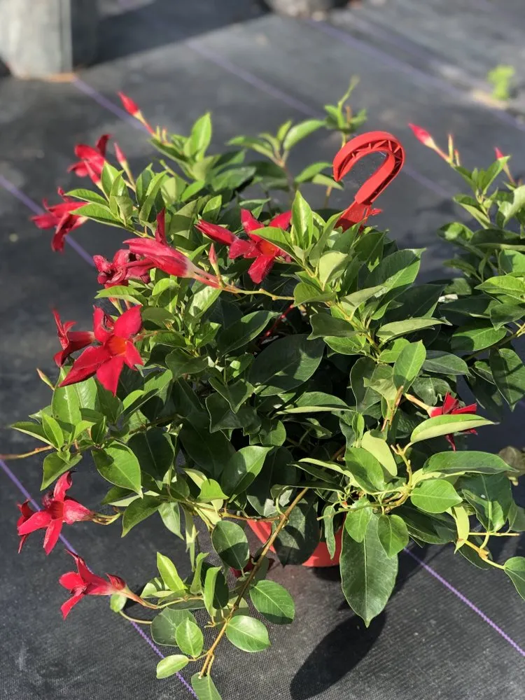 Top-rated landscaping services for beautiful yards across Dover, FL - AR Nursery