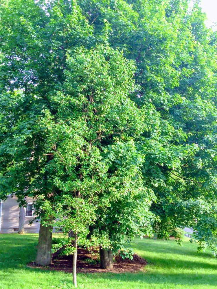 Reliable lawn care service experts serving Waterford Township, MI - AR Quality Lawn and Garden